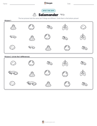 Salamander printable worksheet preview