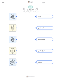 معاينة ورقة العمل القابلة للطباعة صرصور