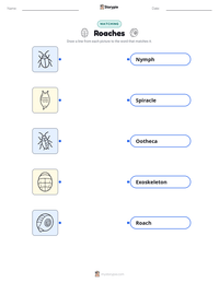 Roaches printable worksheet for kids