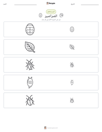 معاينة ورقة العمل القابلة للطباعة صرصور