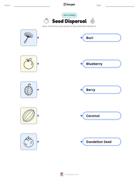 Seed Dispersal printable worksheet for kids