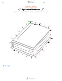 Systema Naturae yazdırılabilir çalışma sayfası önizlemesi