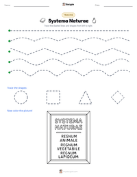 Systema Naturae printable worksheet preview