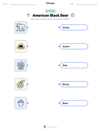 American Black Bear printable worksheet for kids