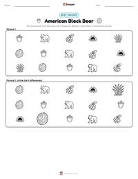 American Black Bear printable worksheet preview
