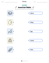 American Robin printable worksheet for kids
