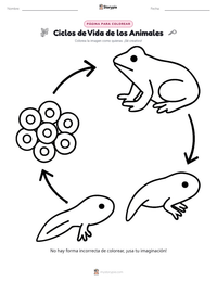 Página para colorear de Ciclos de Vida de los Animales para niños