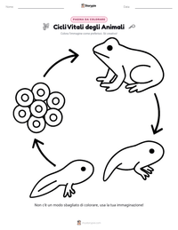 Pagina da colorare di Cicli Vitali degli Animali per bambini