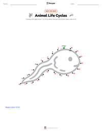 Animal Life Cycles printable worksheet preview