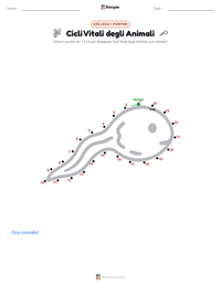 Anteprima della scheda stampabile di Cicli Vitali degli Animali