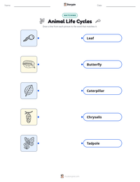 Animal Life Cycles printable worksheet for kids