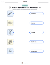 Hoja de trabajo imprimible de Ciclos de Vida de los Animales para niños
