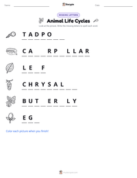Animal Life Cycles printable worksheet preview
