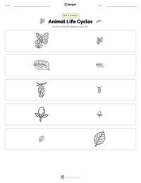 Animal Life Cycles printable worksheet preview