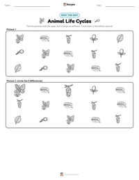 Animal Life Cycles printable worksheet preview