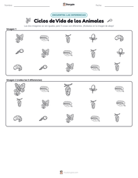 Vista previa de la hoja de trabajo imprimible de Ciclos de Vida de los Animales