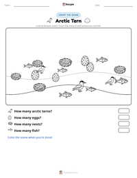 Arctic Tern printable worksheet preview
