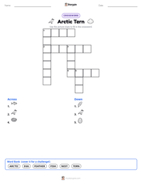 Arctic Tern printable worksheet preview