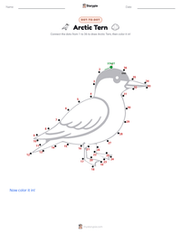 Arctic Tern printable worksheet preview