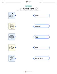 Arctic Tern printable worksheet for kids