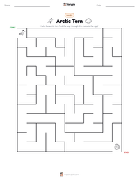 Arctic Tern printable worksheet preview