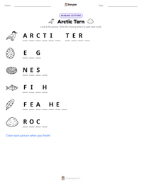 Arctic Tern printable worksheet preview