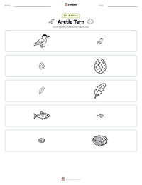 Arctic Tern printable worksheet preview