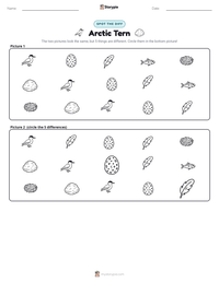 Arctic Tern printable worksheet preview