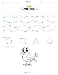 Arctic Tern printable worksheet preview