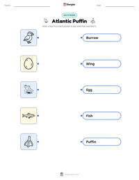 Atlantic Puffin printable worksheet for kids