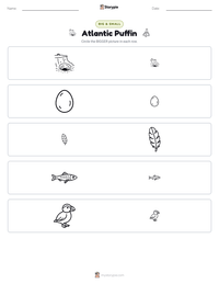 Atlantic Puffin printable worksheet preview
