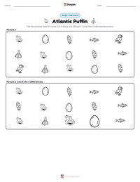 Atlantic Puffin printable worksheet preview