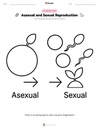 Asexual and Sexual Reproduction coloring page for kids