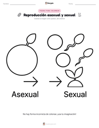 Página para colorear de Reproducción asexual y sexual para niños