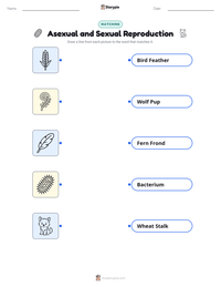 Asexual and Sexual Reproduction printable worksheet for kids