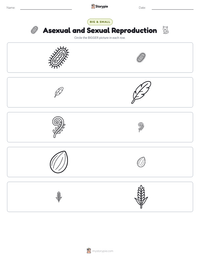 Asexual and Sexual Reproduction printable worksheet preview