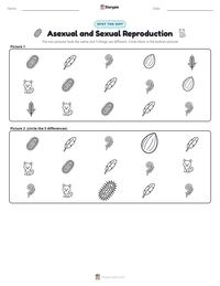 Asexual and Sexual Reproduction printable worksheet preview