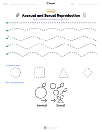 Asexual and Sexual Reproduction printable worksheet preview