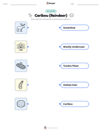 Caribou (Reindeer) printable worksheet for kids