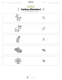 Caribou (Reindeer) printable worksheet preview