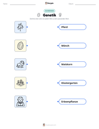 Genetik druckbare Arbeitsblatt Vorschau
