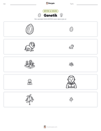 Genetik yazdırılabilir çalışma sayfası önizlemesi