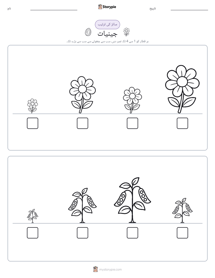 سائز کی ترتیب