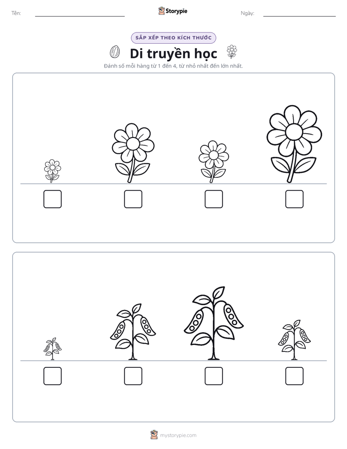 Thứ Tự Kích Thước