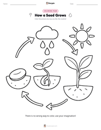 How a Seed Grows coloring page for kids