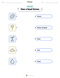 How a Seed Grows printable worksheet for kids