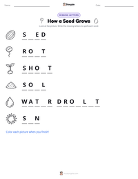 How a Seed Grows printable worksheet preview