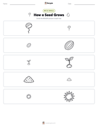 How a Seed Grows printable worksheet preview