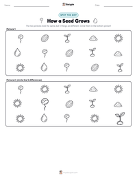 How a Seed Grows printable worksheet preview