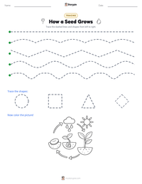 How a Seed Grows printable worksheet preview